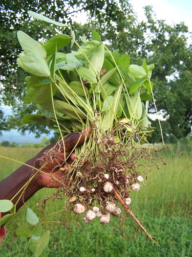 fasolea de pamant. v.subterranea