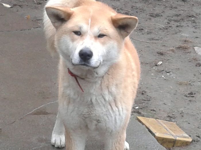 20160210_121531[1] - AKIRA-femela rasa Akita Inu Japonez
