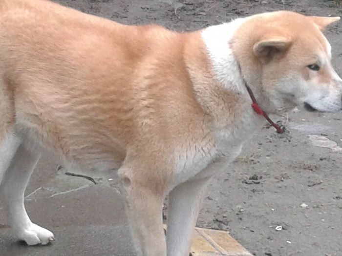 20160210_121526[1] - AKIRA-femela rasa Akita Inu Japonez
