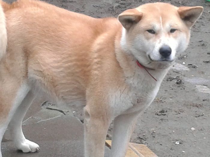 20160210_121518[1] - AKIRA-femela rasa Akita Inu Japonez