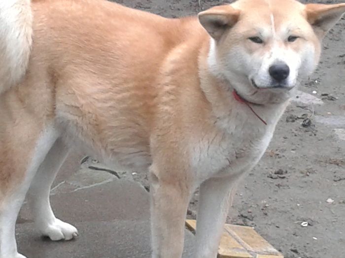 20160210_121514[1] - AKIRA-femela rasa Akita Inu Japonez