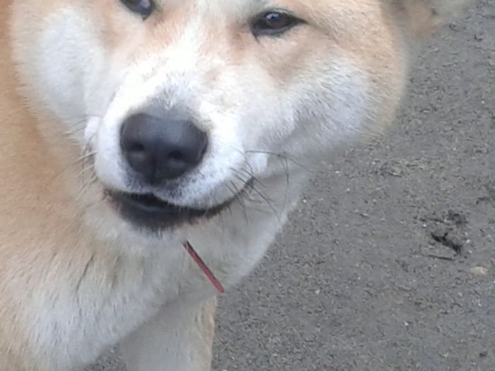 20160202_161547[1] - AKIRA-femela rasa Akita Inu Japonez