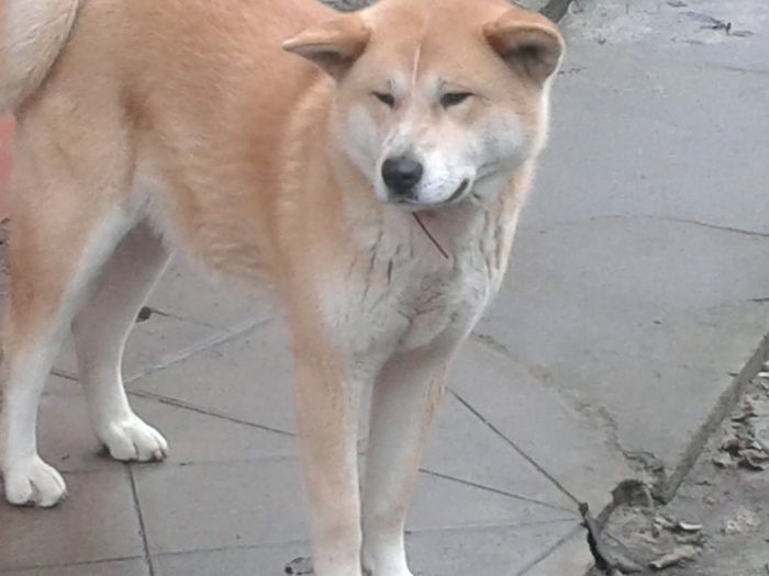 20160202_161614[1] - AKIRA-femela rasa Akita Inu Japonez