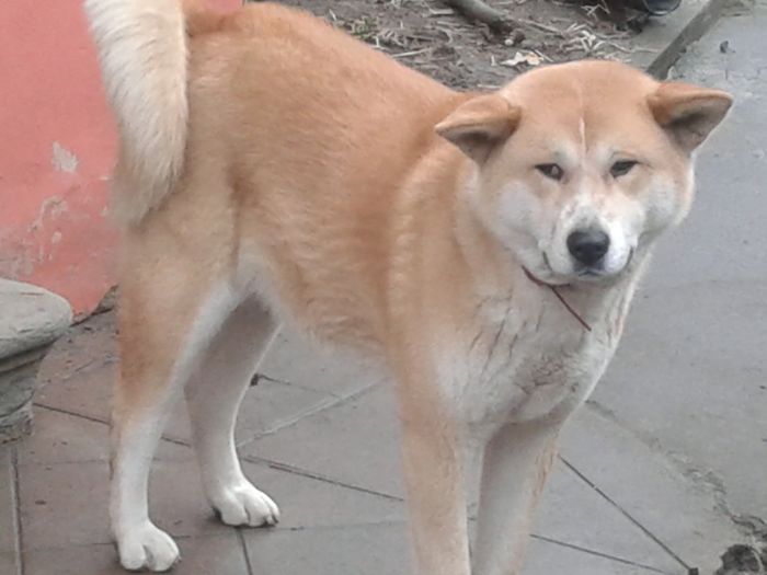 20160202_161619[1] - AKIRA-femela rasa Akita Inu Japonez