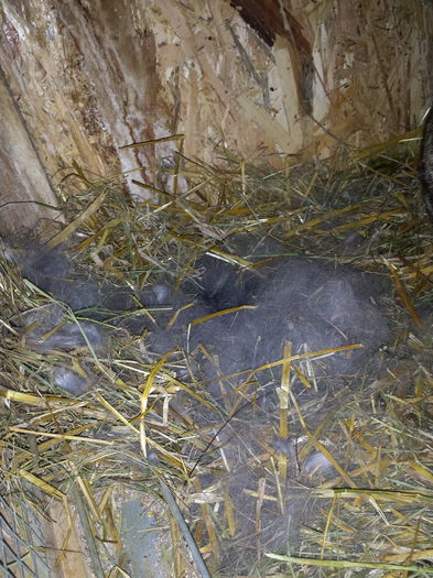 c5   11 pui de 3 zile