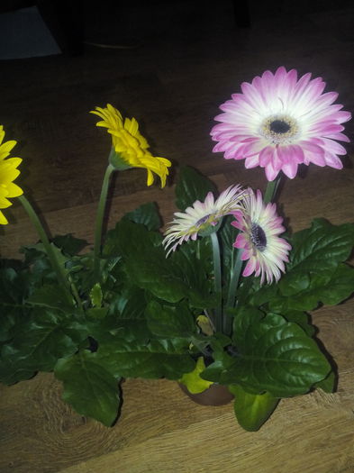 Gerbera