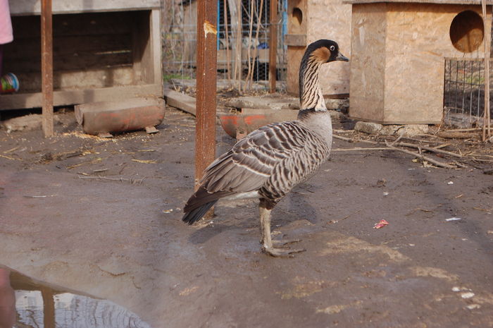 DSC_0061 - Gaste Hawaii - Branta sandvicensis