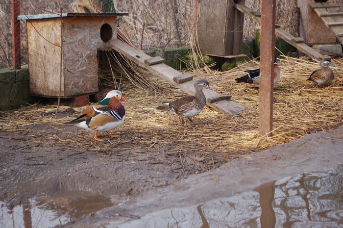 DSC_0106 - Rata Mandarin - Aix galericulata