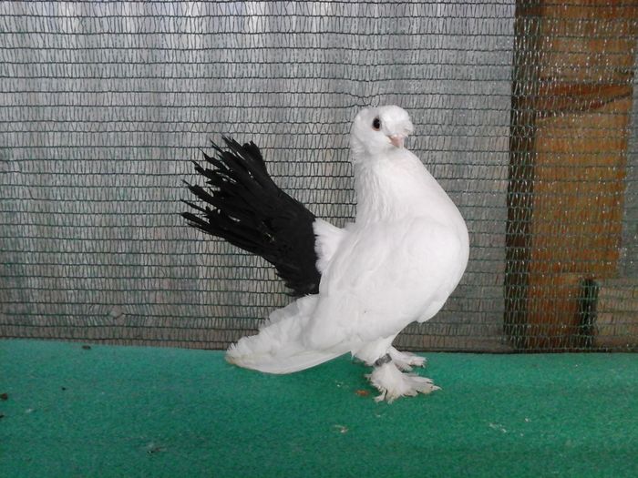 F 2014, Romania - au fost VANDUTI