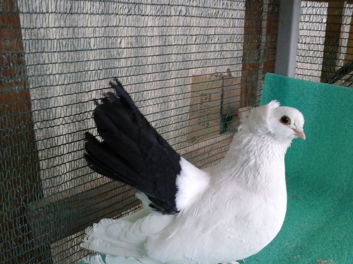 M 2010, Germania - au fost VANDUTI