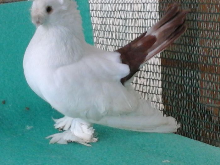 M 2012; perechea 2 (parinti)