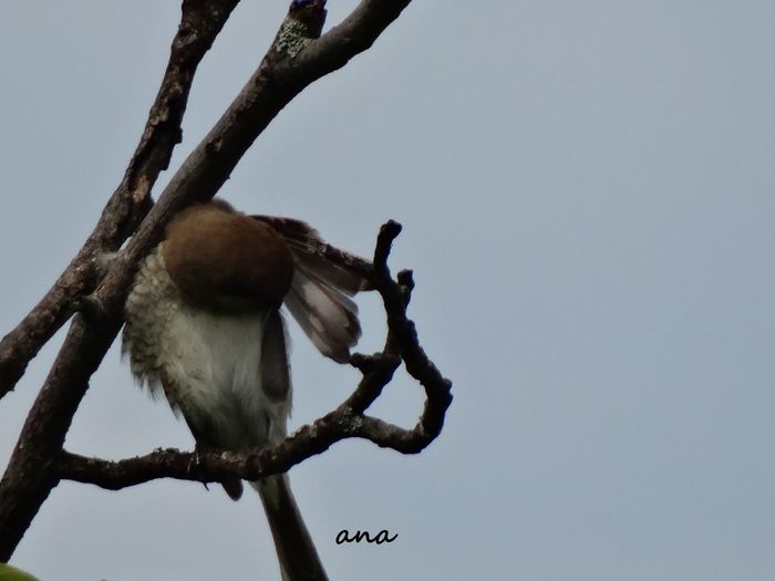 daca mergeam la coafor..... - 1-cele mai cele - poze pasari