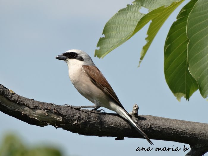 sunt singur, atat de singur... - 1-cele mai cele - poze pasari