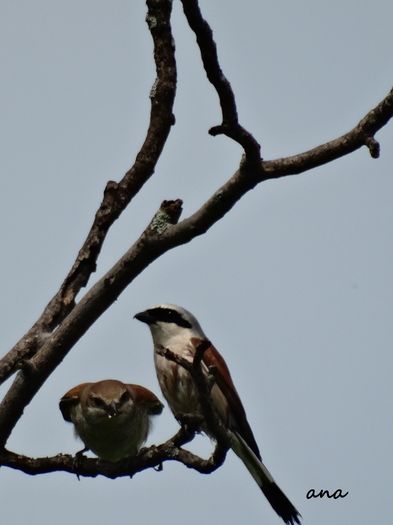 am gasit-o pe ileana cosanzeana mea - 1-cele mai cele - poze pasari
