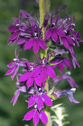 Lobelia speciosaHadspen Purple - e Comanda plante noi achizitii 2016
