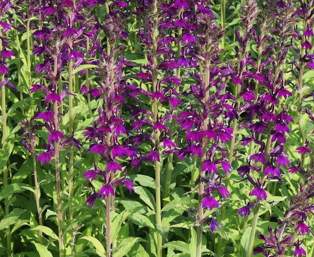 Lobelia speciosa'Hadspen Purple' - e Comanda plante noi achizitii 2016