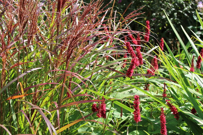 Persicaria Black Field; rosu inchis, 1m, soare-semiumbra,flori  07-10
(clematite)
