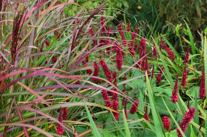 Persicaria Black Field - e Comanda plante noi achizitii 2016