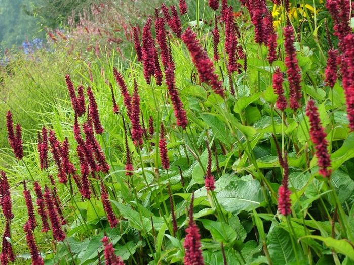 Persicaria Black Field - e Comanda plante noi achizitii 2016