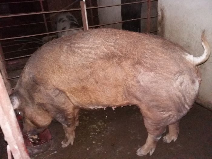 Fătare pe 2-3 aprilie - Scroafa Duroc gestanta