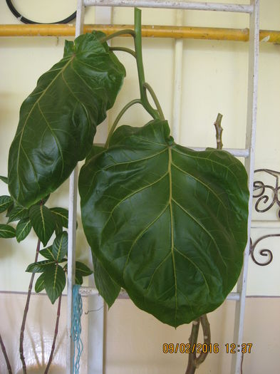 i-am retezat din nou virfurile.