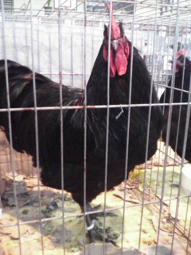 2016 febr 316 - Australorp negru 2016