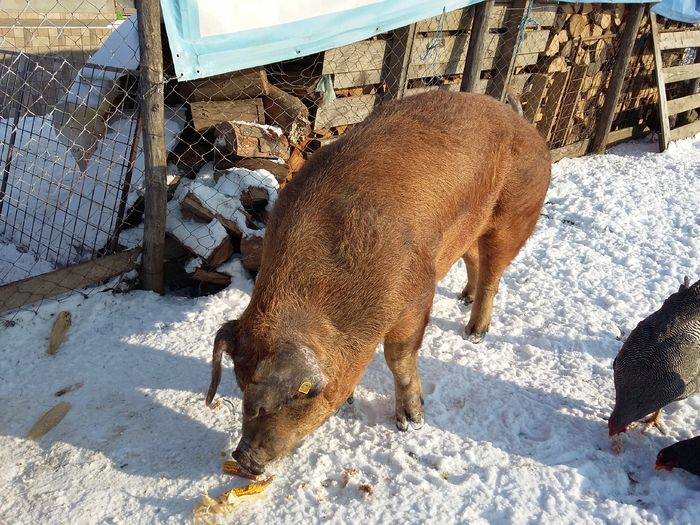 20160122_105055 - Scroafa Duroc gestanta