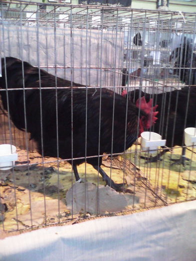 2016 febr 319 - Australorp negru 2016