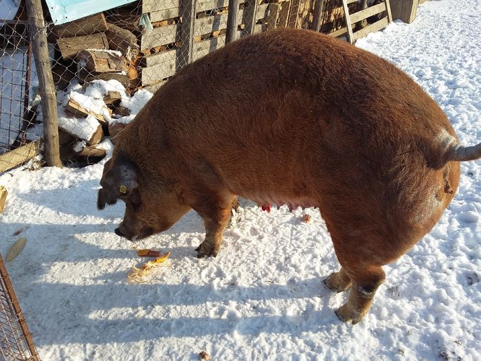 20160122_105032 - Scroafa Duroc gestanta