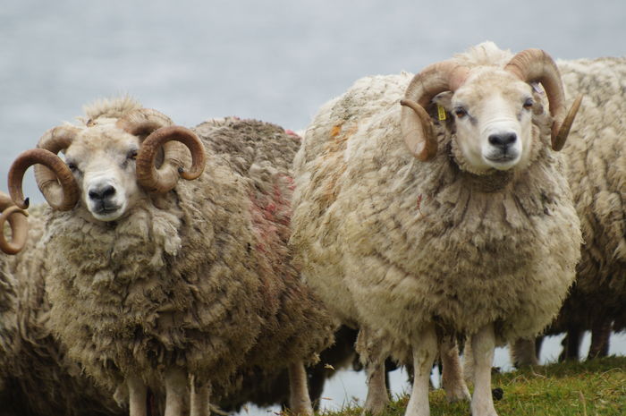 Berbeci Shetland frumosi-7 - Rase de oi si capre poze deosebite 10