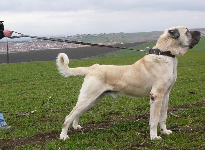 Ciobanesc anatolian Kangal - Rase de oi si capre poze deosebite 10
