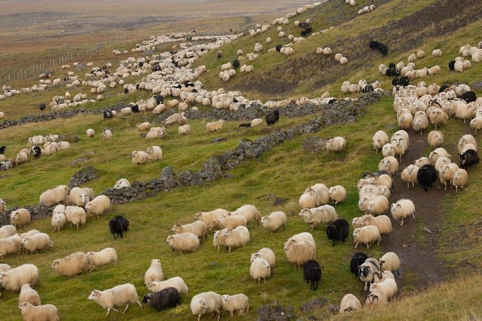 Oi Icelandic la pascut - Rase de oi si capre poze deosebite 10