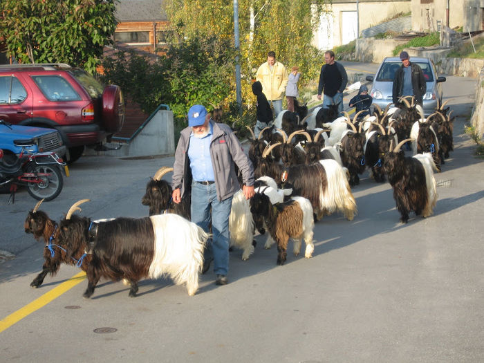 Peisaj cu Walliser - Rase de oi si capre poze deosebite 10