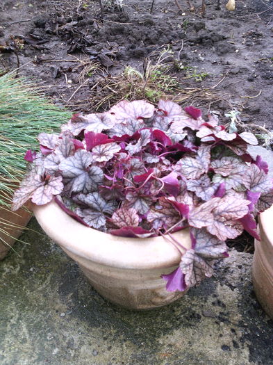 Heuchera