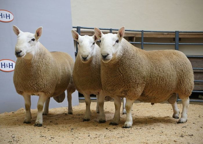 Grasunii-kf6 - Rase de oi si capre poze deosebite 10