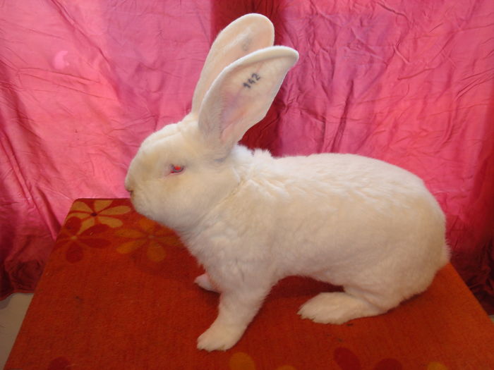 96 pct - Campion National 2014; vandut lui Razvan Turucz &quot;gotty&quot; !
