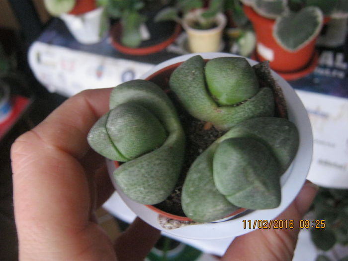 IMG_0013 - Lithops