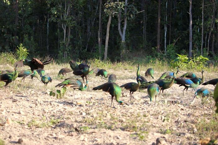 Uneori, colectarea de 50 de persoane!; video : https://www.youtube.com/watch?feature=player_embedded&amp;v=qYzEt3KxxdI
