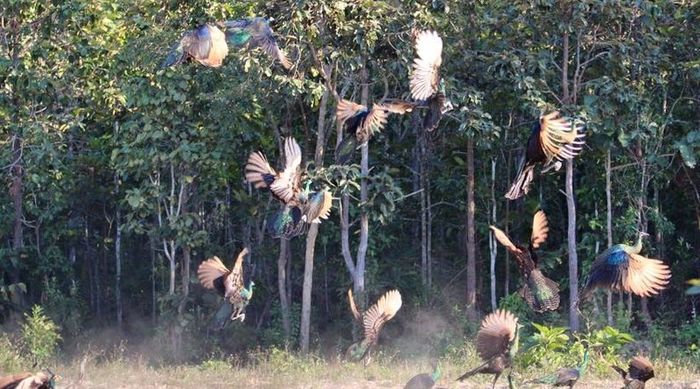  - paun verde salbatice in Thailanda