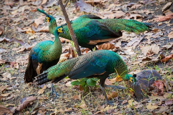  - paun verde salbatice in Thailanda