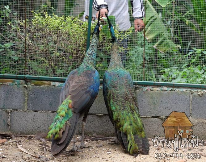 Foto inteligent ... am inteles totul! - paun verde salbatice in Thailanda