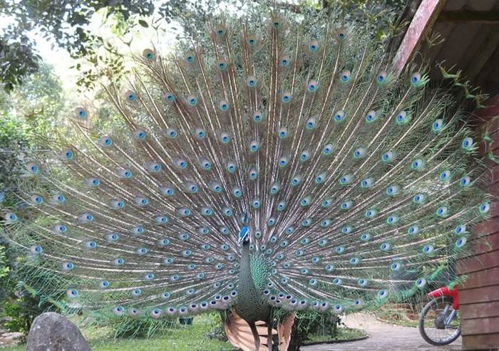 Foto prost .... Nu vad nimic! - paun verde salbatice in Thailanda