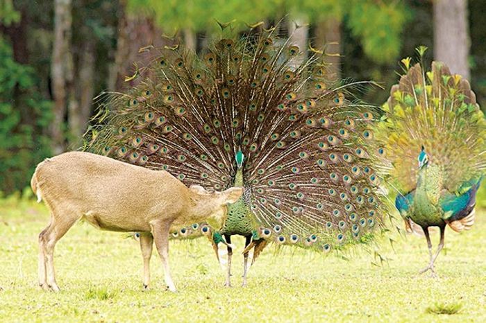 2 ani = spatule pene! - paun verde salbatice in Thailanda