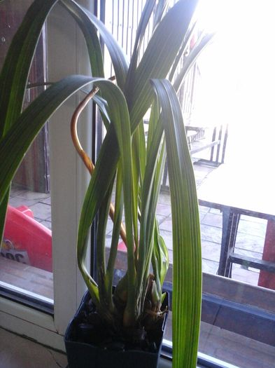 20160211_114034 - Cymbidium roz-multumesc Danacluj