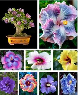 Mini bonsai hibiscus 3ron