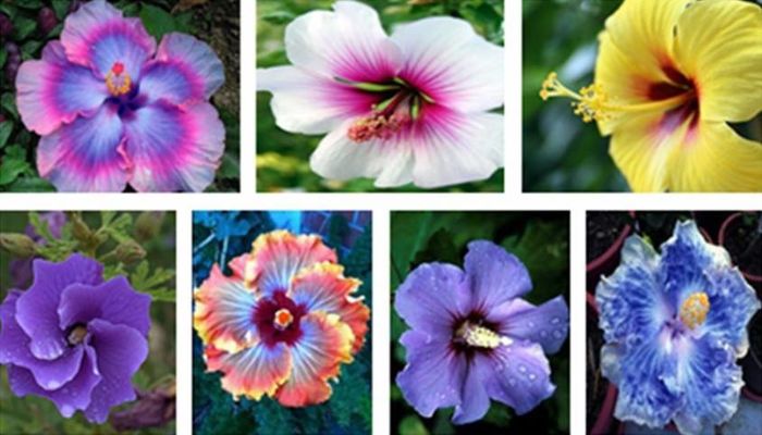 Mini bonsai hibiscus 3ron