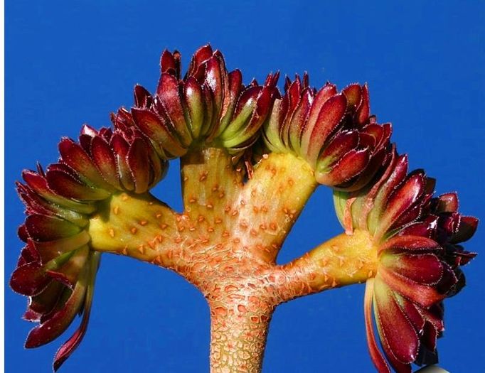 Cactusi suculente 1,5ron