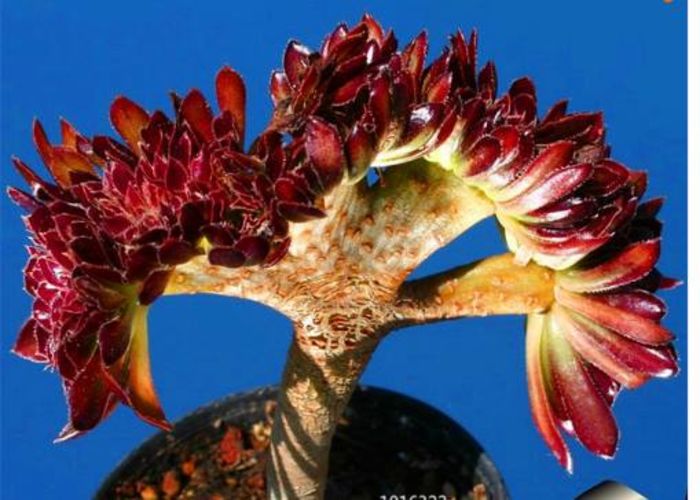 Cactusi suculente 1,5ron