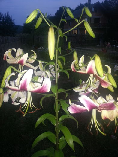 20150719_211130 - 2_CRINI