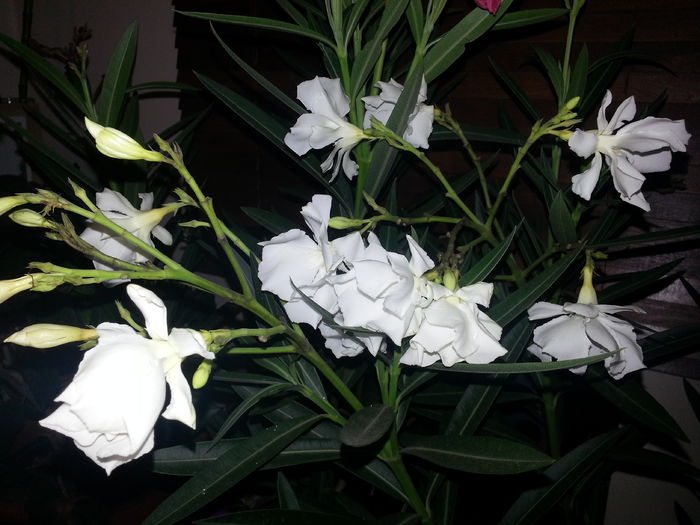 20151013_200912 - 2_LEANDRI